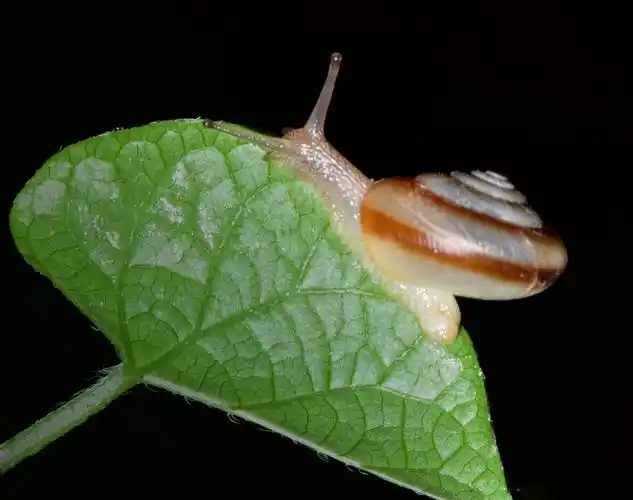 摄影论坛 地方俱乐部论坛 大连论坛 雨后拍蜗牛 名彩云飞 精华 帖子