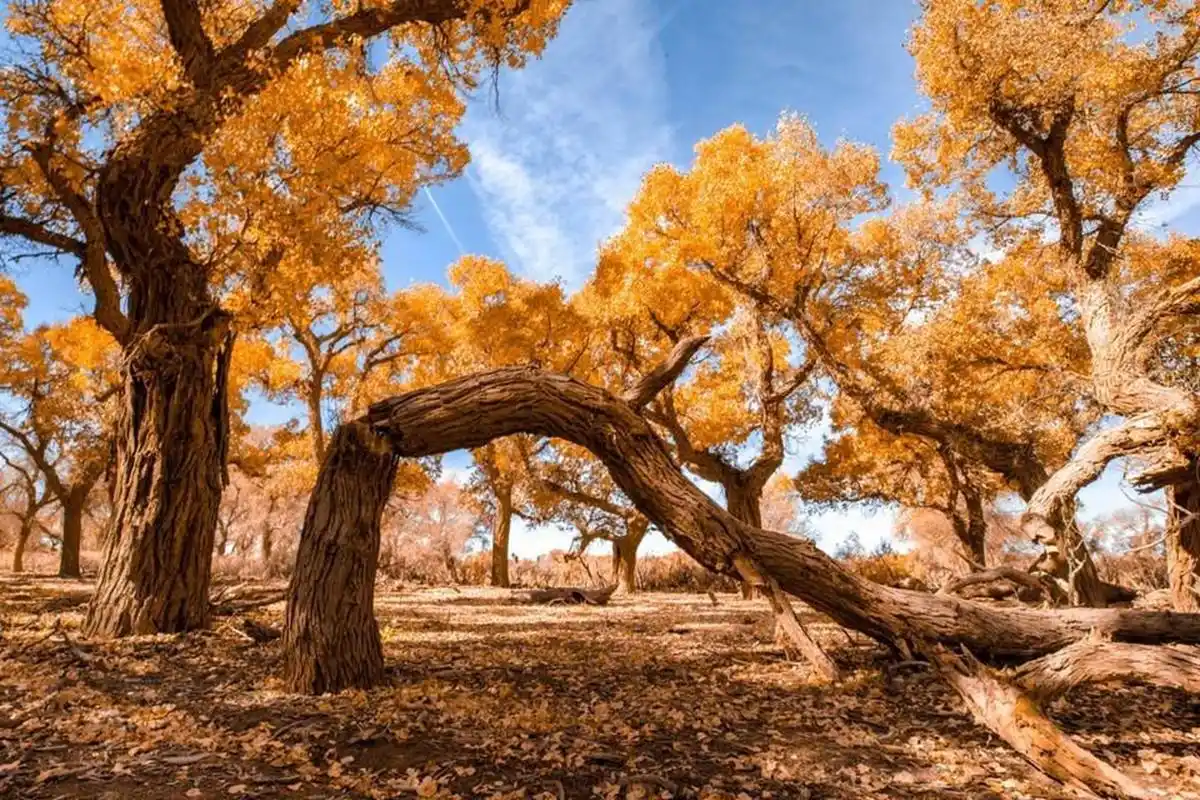 新疆最唯美的一道风景,塔里木胡杨林,面积最大存活最好的胡杨