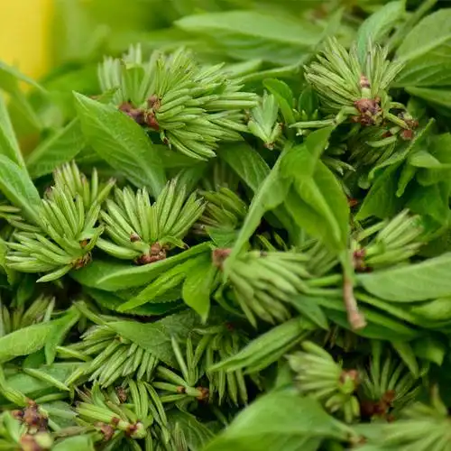 野生杜仲雄花花茶散装深山老树产品直达100克养生茶