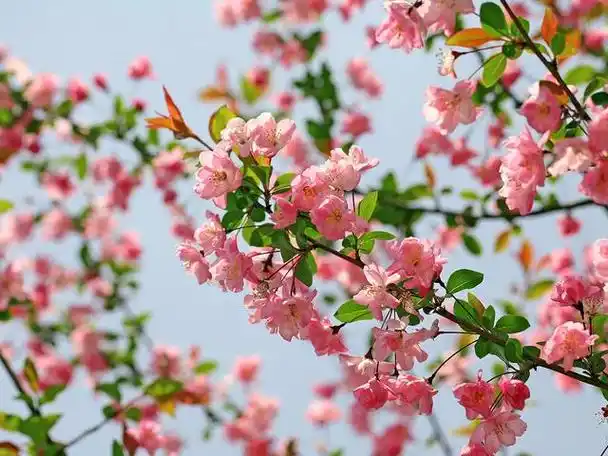 如果有一座院子,可以养几株"花树",赏花品茶,真美好