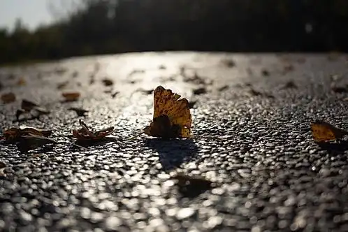 银杏叶,落叶,枯叶,深秋,秋天,冬天,枯萎,孤独,孤单,凋零,老人,生机