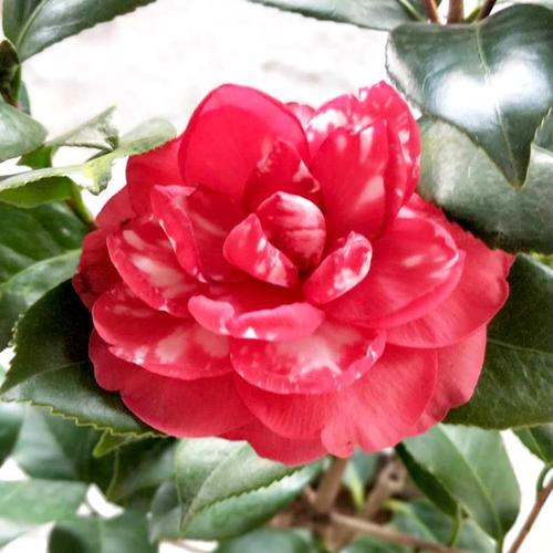 青叶贝拉大玫瑰茶花盆栽好养易活复色红色巨型花树苗客厅阳台