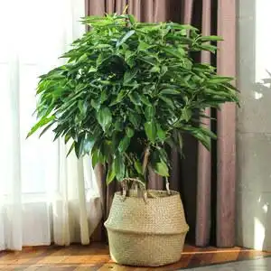 室内四季常青根茎茶花苗四季常青盆栽花卉多色园艺绿植庭院树苗品种