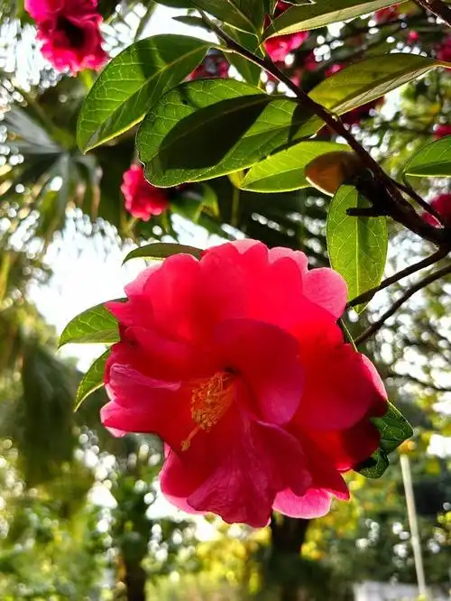 一棵树上的花(山茶花)