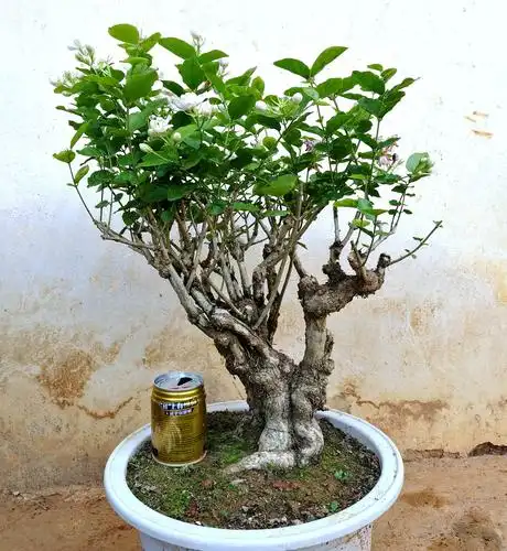 独根双瓣重瓣茉莉花老桩树桩茉莉花苗茉莉花盆栽盆景花卉阳台绿植