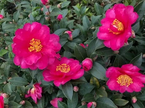 一树茶梅花千朵