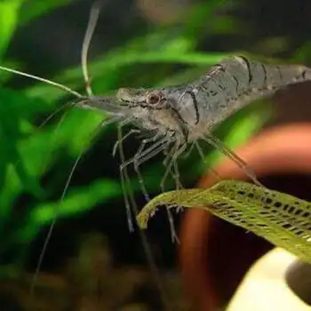 观赏虾花腰虾中华小长臂虾原生清洁虾吃粪便残渣除藻 花腰虾20加10备