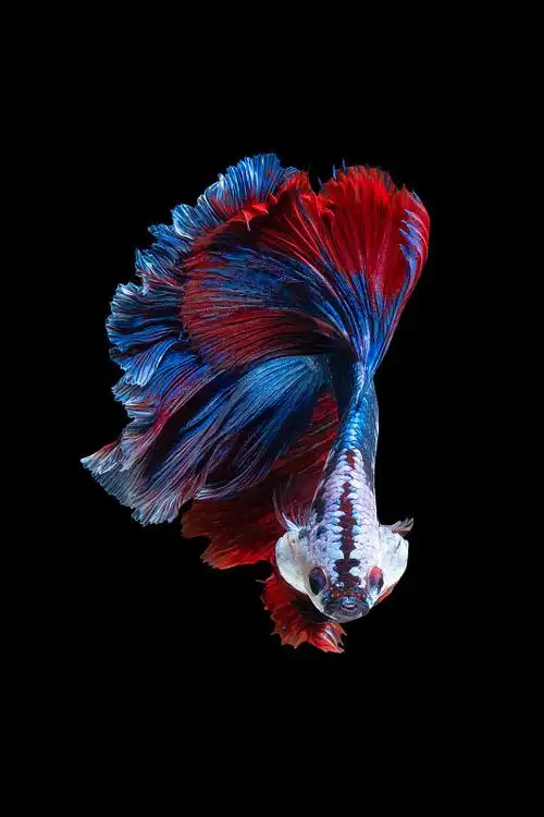 近距离的艺术运动暹罗战斗鱼或betta splendens在黑色的背景图片