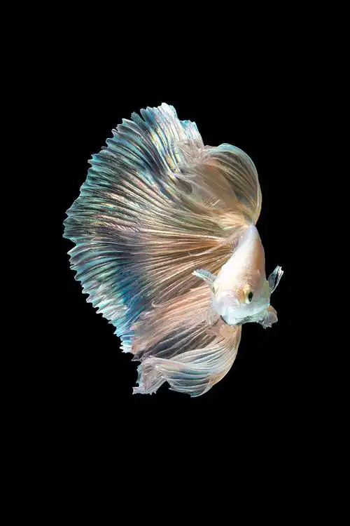 近距离的艺术运动暹罗战斗鱼或betta splendens在黑色的背景图片