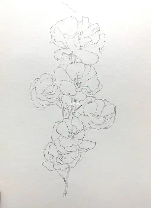 水彩花卉粉色洋桔梗内附线稿