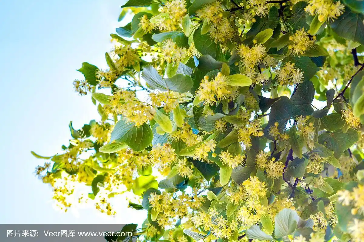 盛开的菩提树花,药剂师,天然药物,治疗草药茶