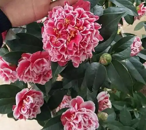 龙火珠福建龙岩盆栽包邮进口茶花树苗庭院客厅绿植