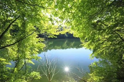 日本,亚洲,阴影,光线,影子,湖面,景观,水流,水面,枝条,娱乐,树,树木