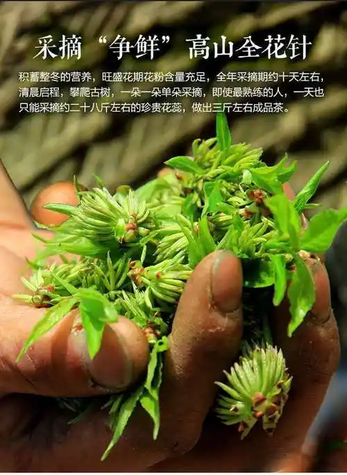 杜仲雄花茶张家界正宗古树花蕊花粉多杜仲雄花茶纯野生杜仲茶泡水喝的