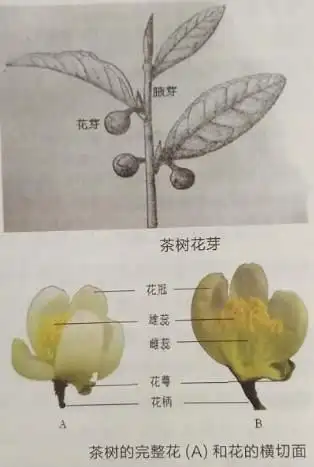 茶树的花,果实,种子之间都有什么联系