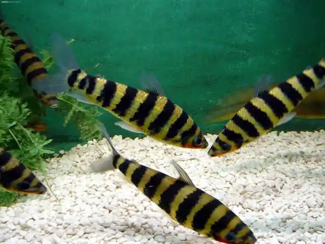 1厘米的斑马鱼长几个月了?斑马鱼怎么分公母