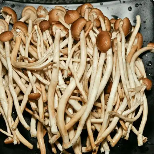 烹饪茶树菇的注意事项_花草百科网