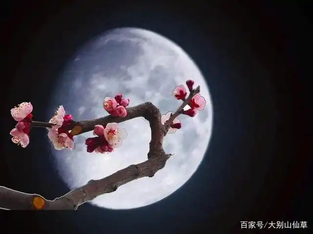 月亮,梅花 一轮霜月 一树梅花 暗香袭来 一壶清茶 洗净旅途疲惫 摒除